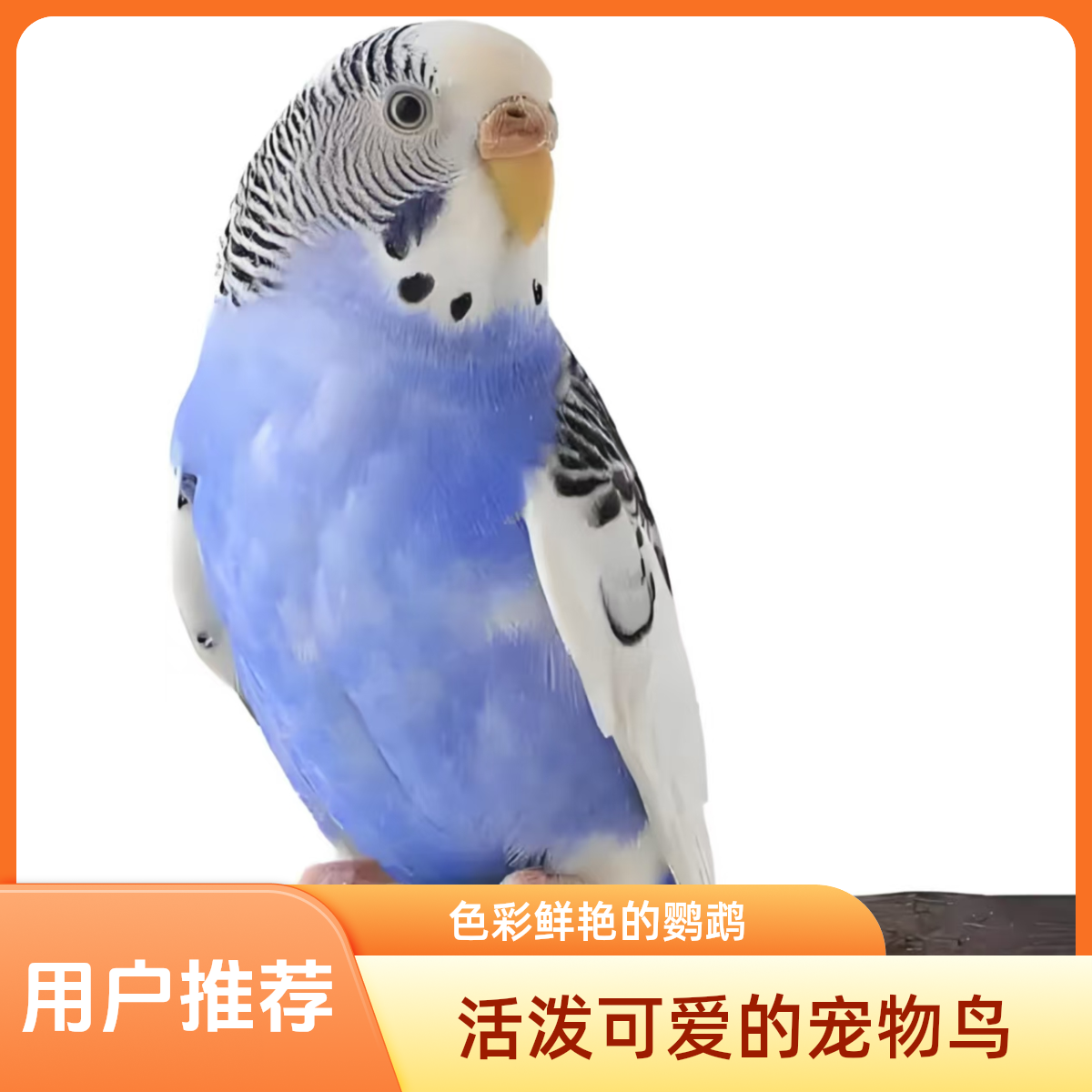 鹦鹉展示专用666