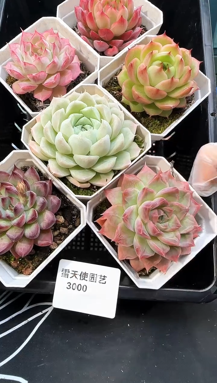 3000 多肉 6  颗