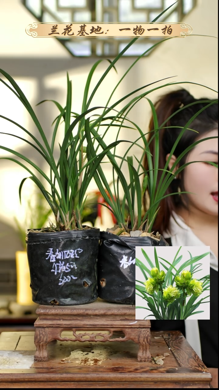 完全开放春剑汪字2盆