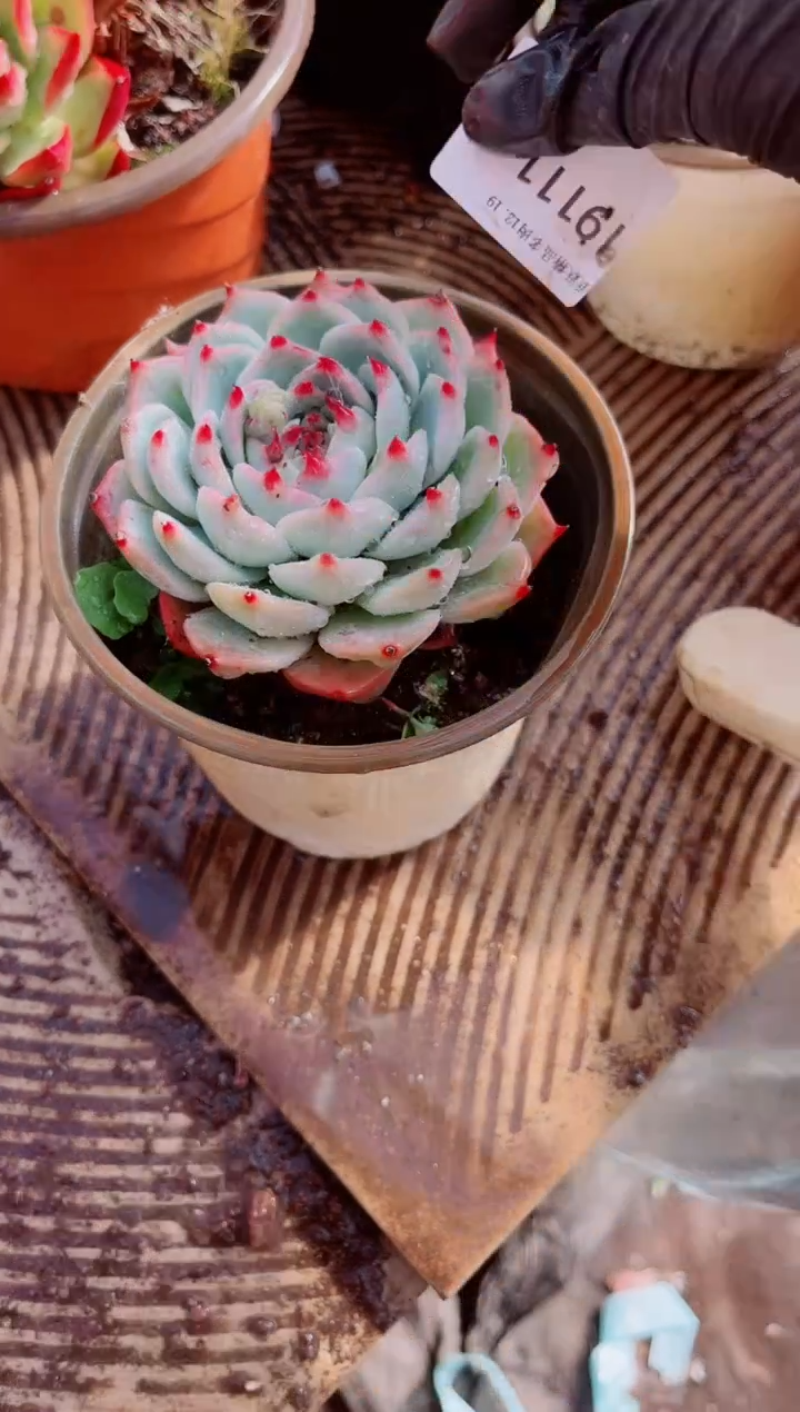 老*子跃跃精品多肉19111