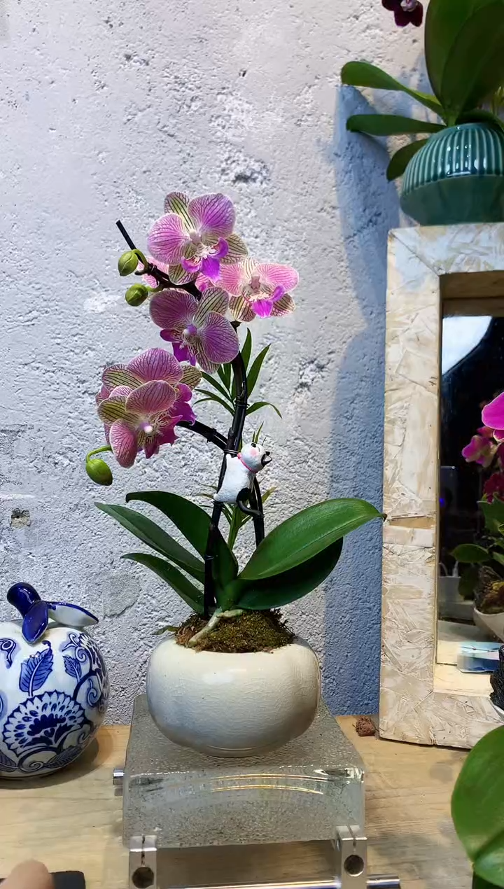 大部分花苞少量开放412植物杂货店，什么宝贝都有