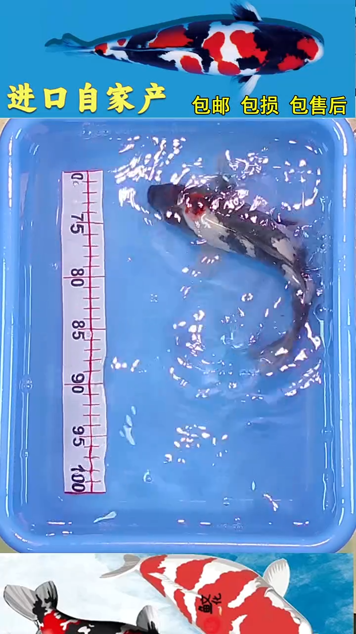 锦鲤2025/12/28悦鲤阁甄选锦鲤--48