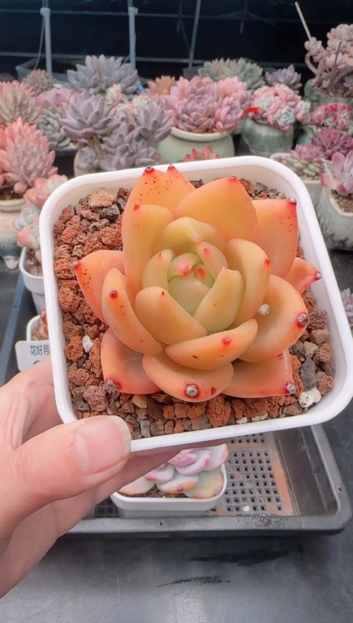 【闪购商品】6925月光杯