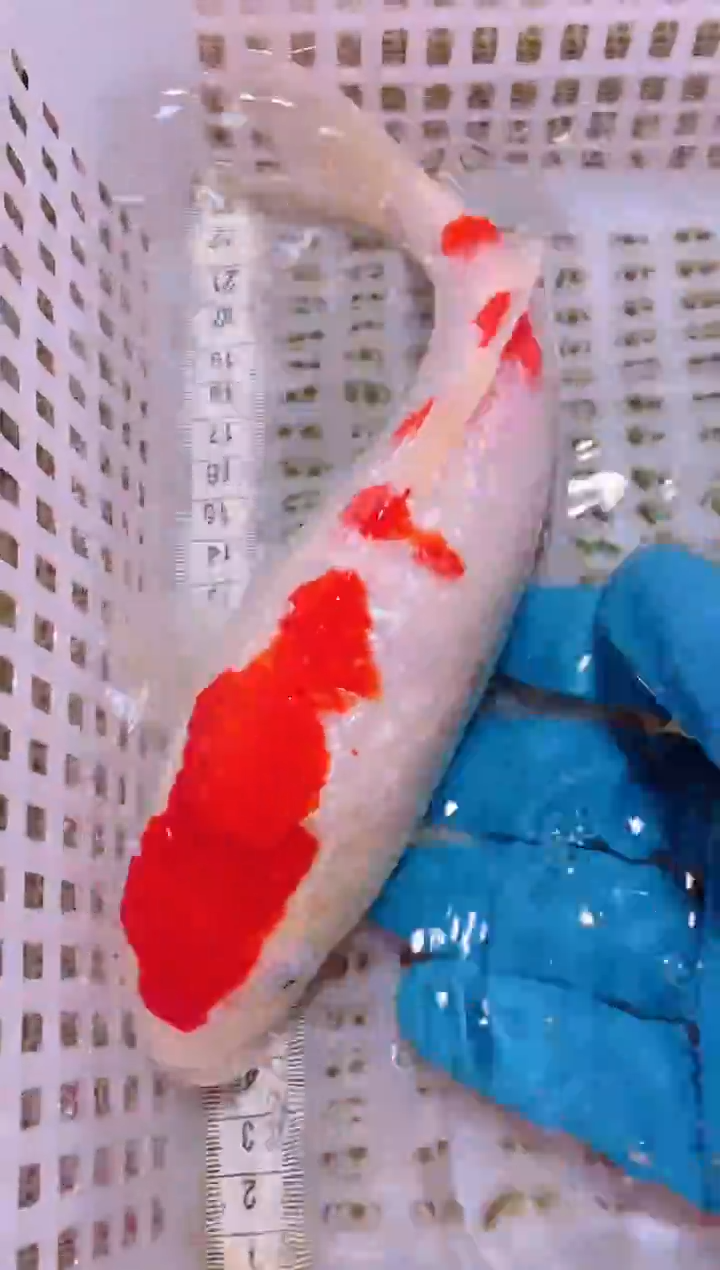 锦鲤冷水观赏鱼全场包邮73