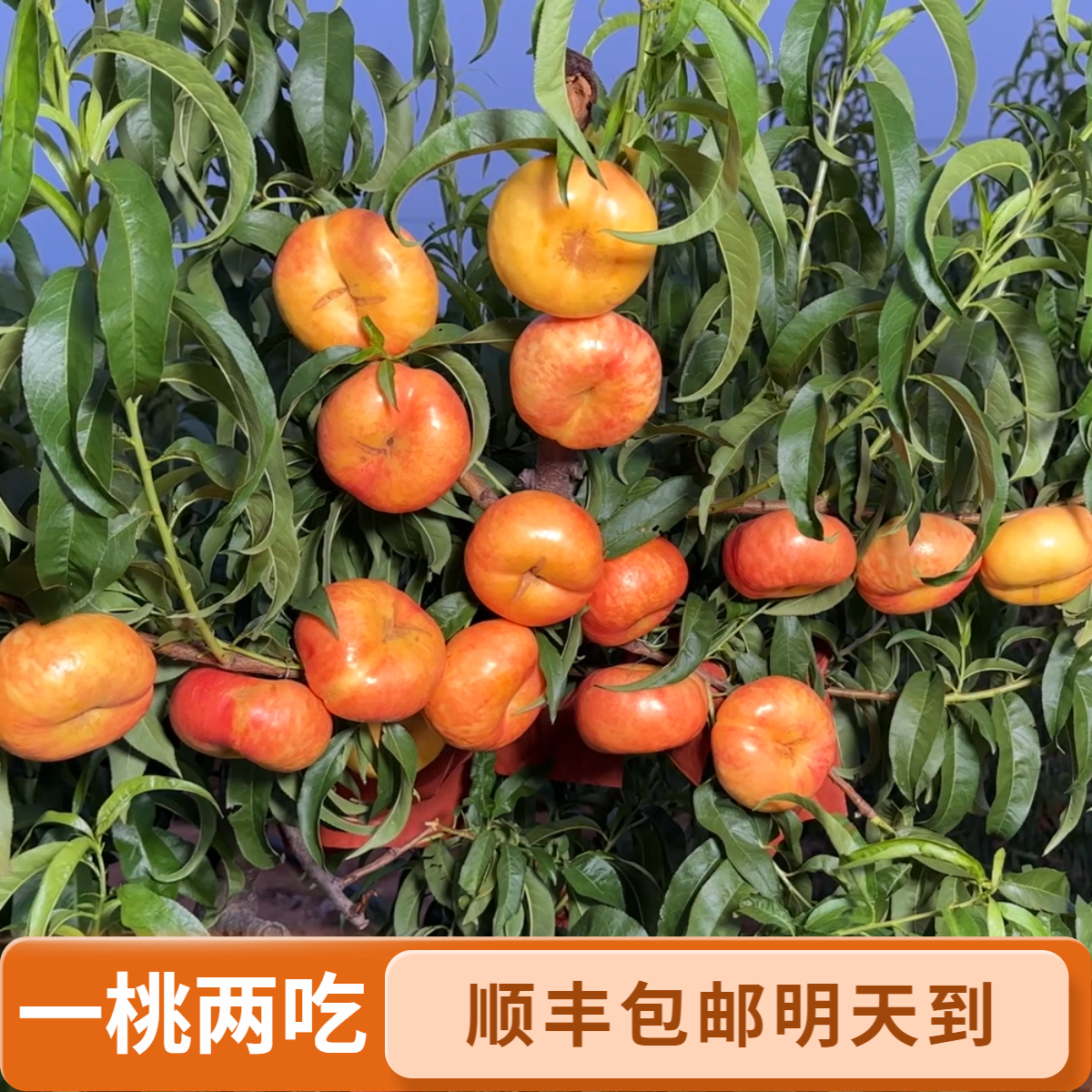 【北京明天到 彩虹黄油蟠桃】顺丰 硬吃脆甜软吃爆汁九甜一果香 芒果蟠桃坏果包赔新鲜现摘现发水果桃子山东省