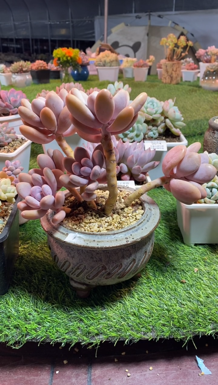 【闪购商品】0017a