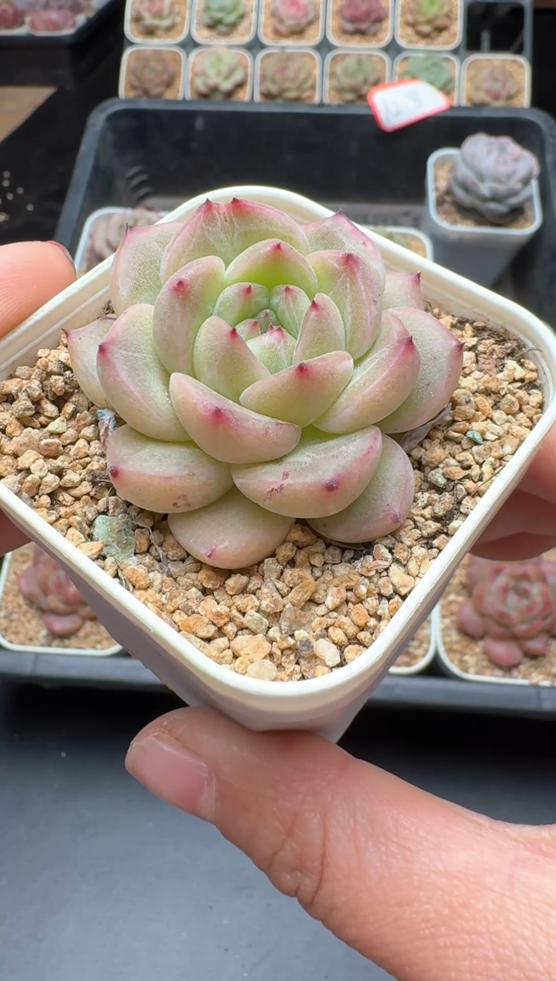 【闪购商品】648号 珍妮杂交多肉 花卉植物