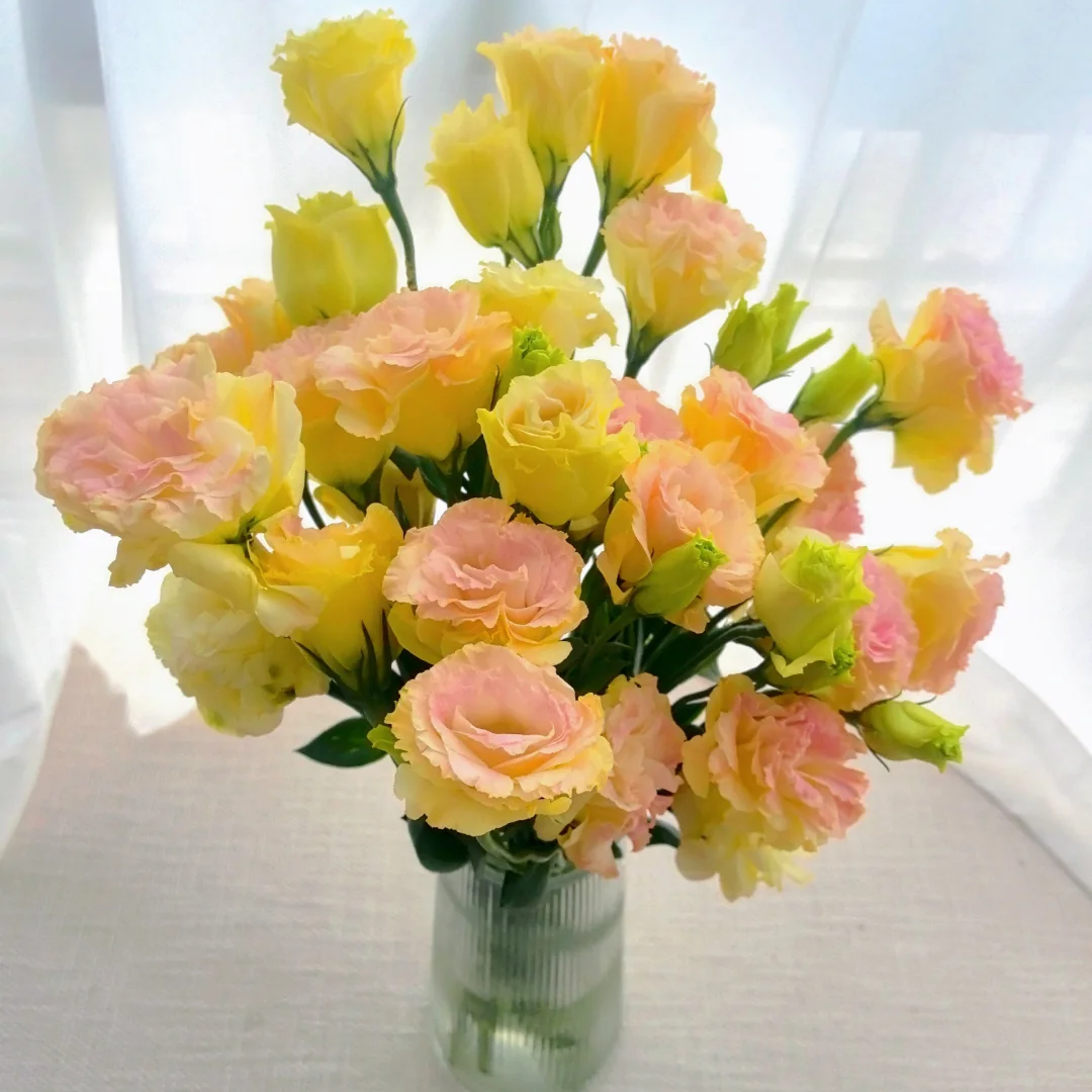 【香槟色洋桔梗400g】无刺玫瑰云南鲜花全店任意两件包邮送货上门