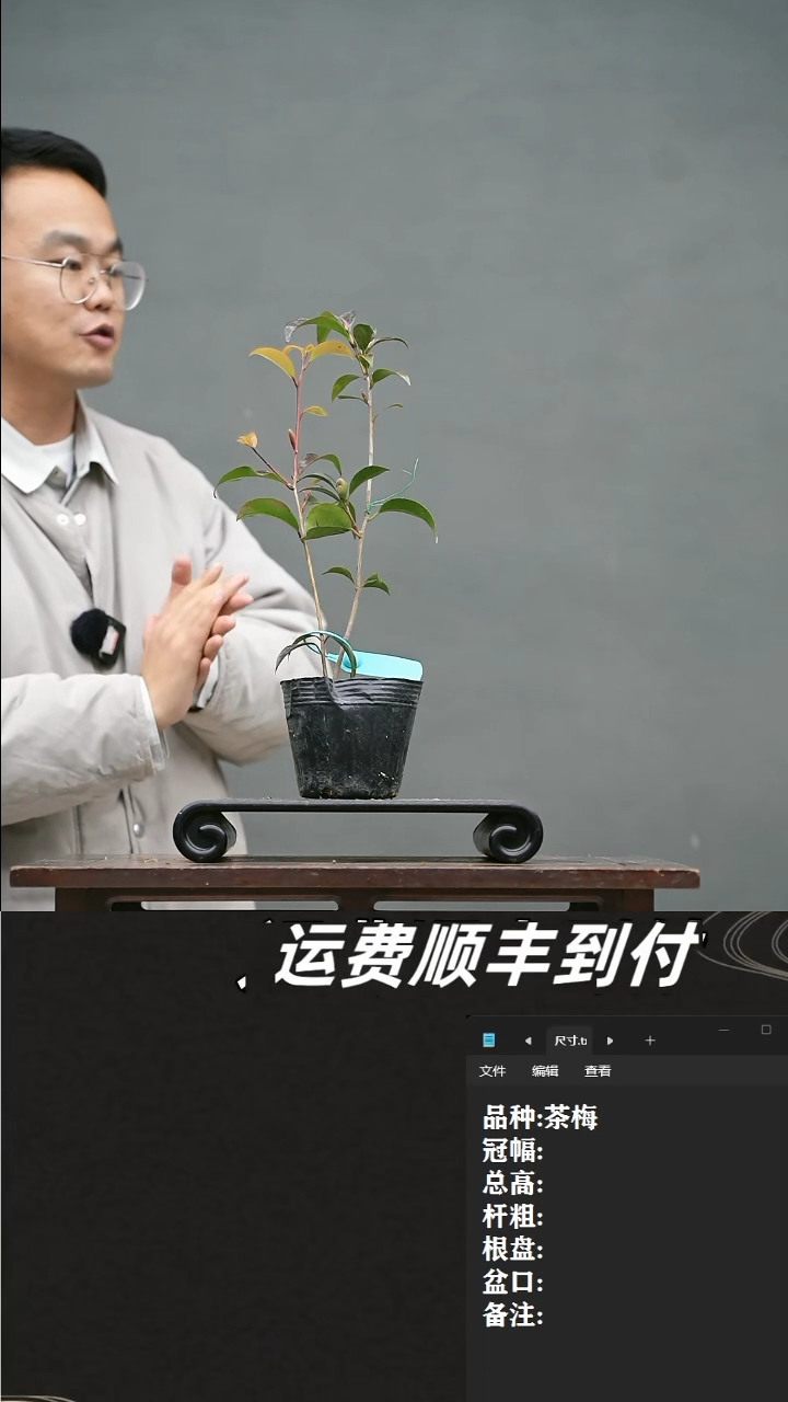 【闪购商品】11 茶梅