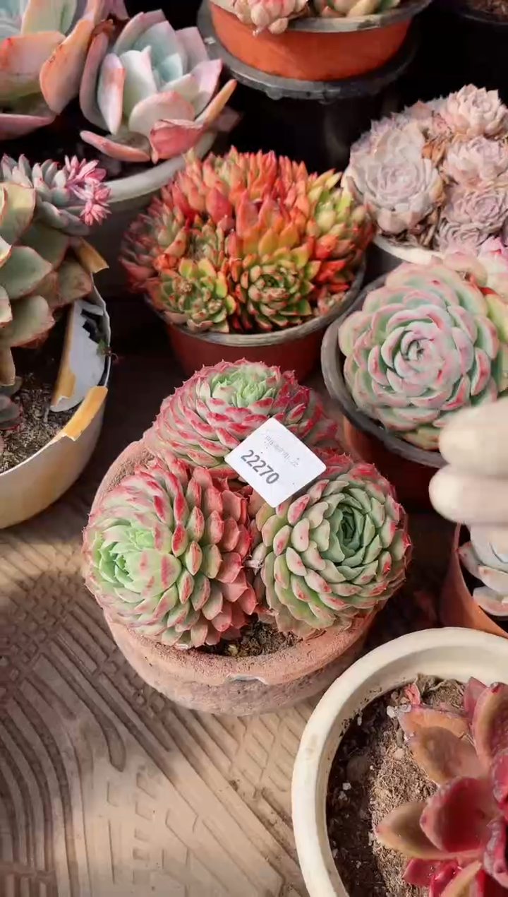 【闪购商品】22270