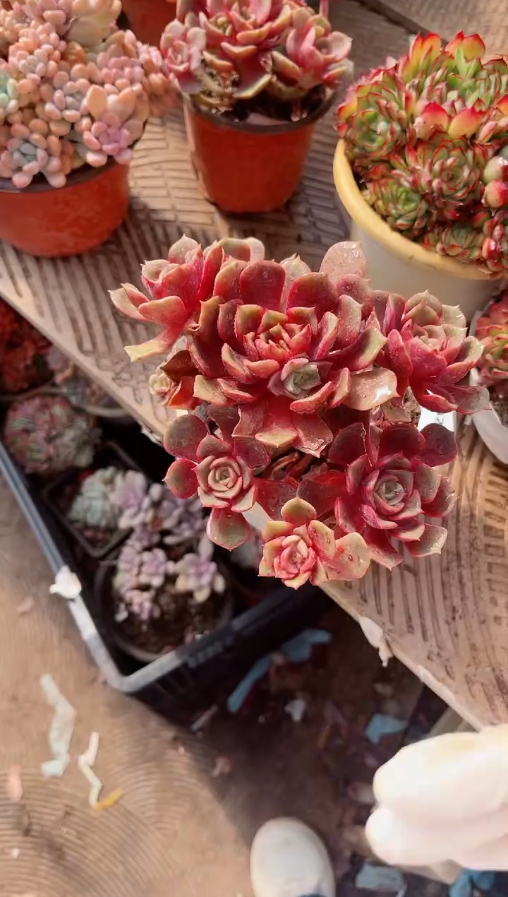 【闪购商品】02429