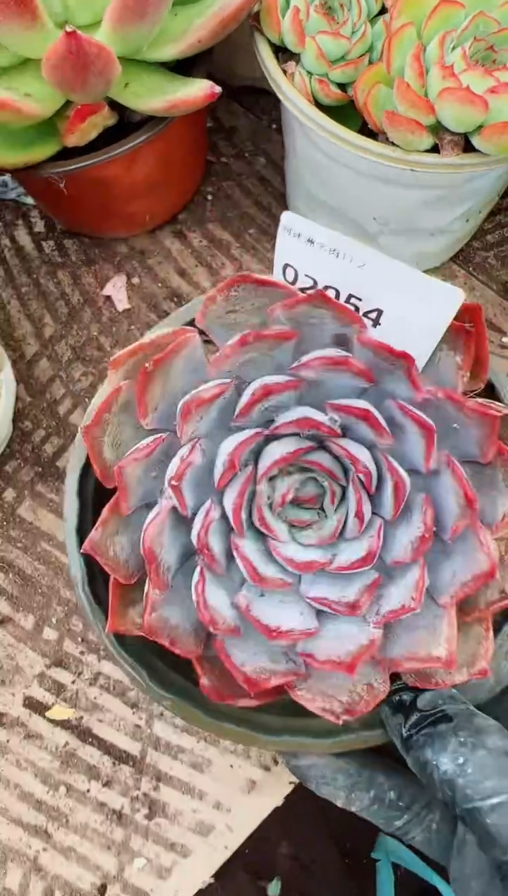 明*辰多肉植物一物一拍02054