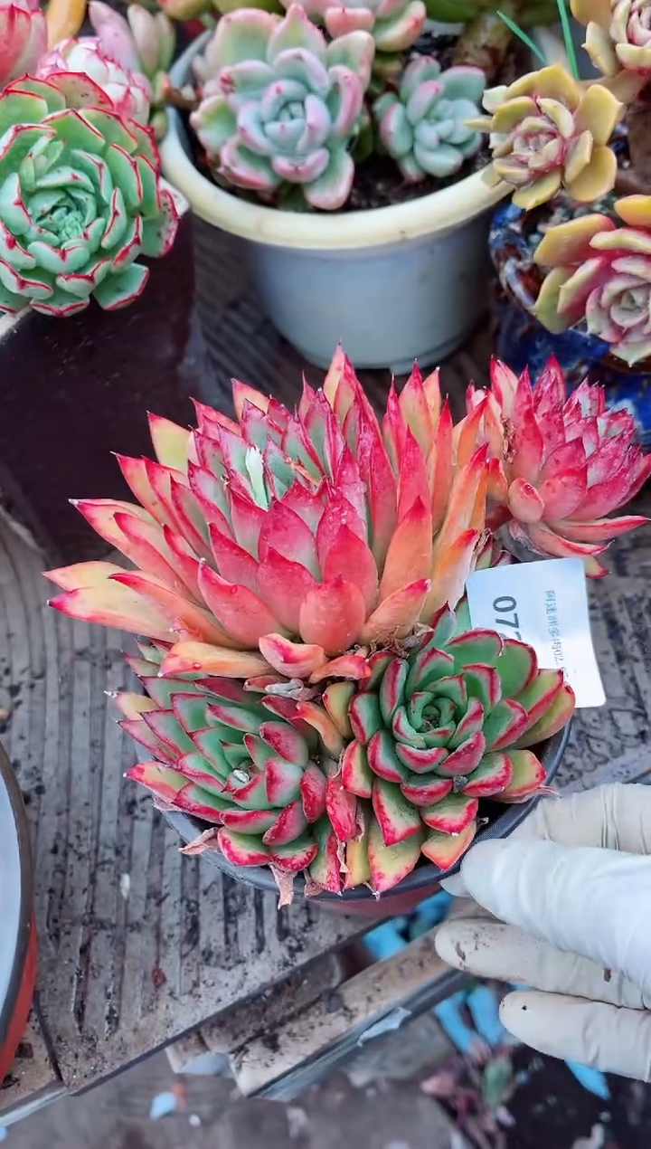 【闪购商品】07217