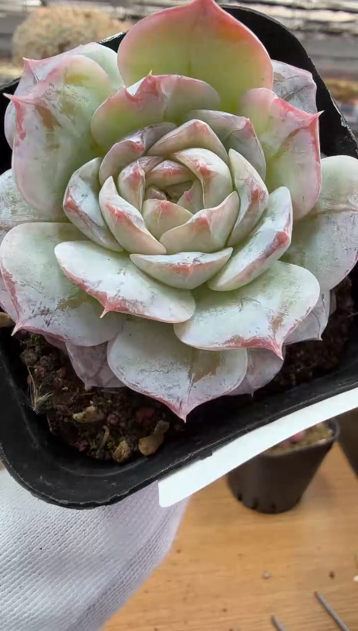 东云多肉园二店-134