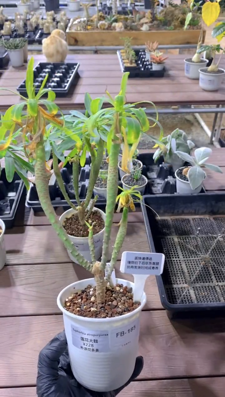 【闪购商品】L莲花大戟FB-185