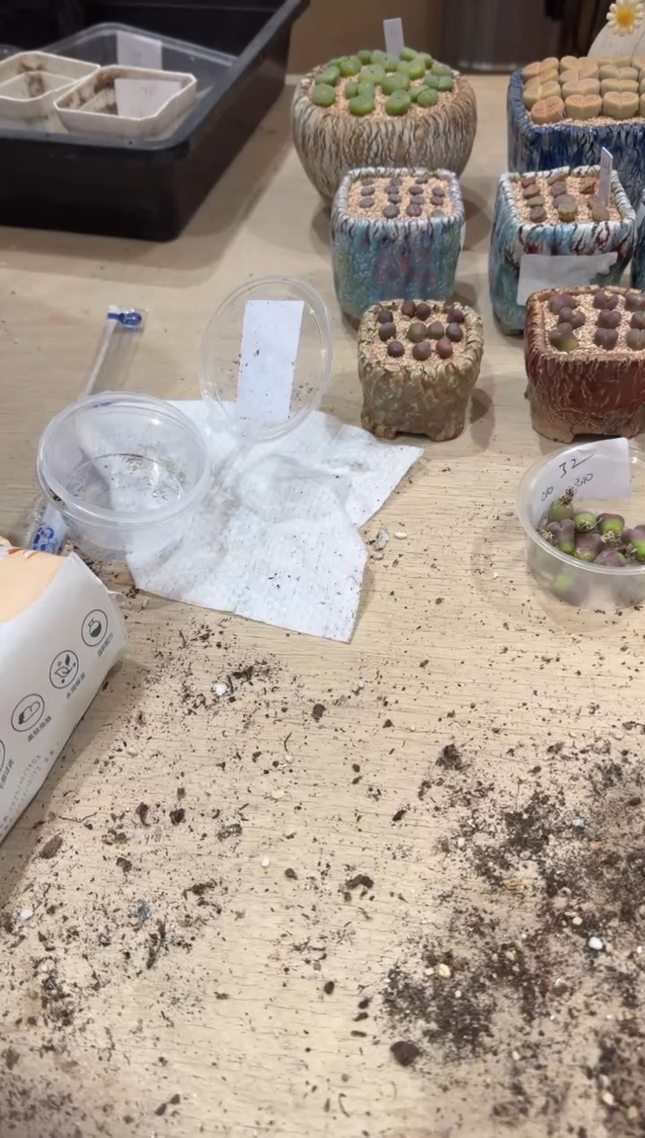 小*哥28-128多肉植物肉锥