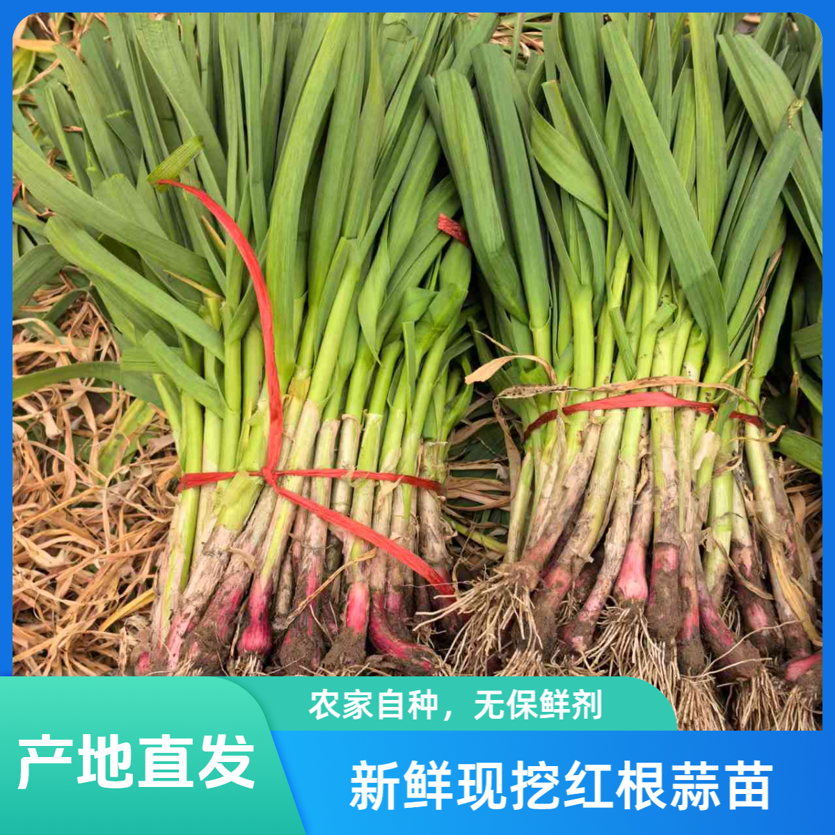 【杨哥哥专属.】现挖新鲜青蒜苗5斤红皮大蒜苗红根蒜苗新鲜蔬菜