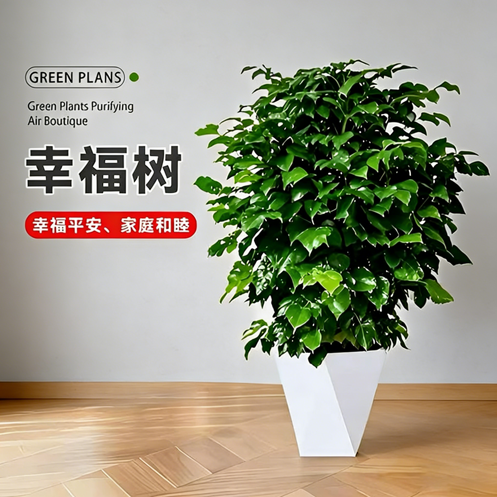 70-80cm不砍根丛生幸福树室内观叶绿植 四季常青