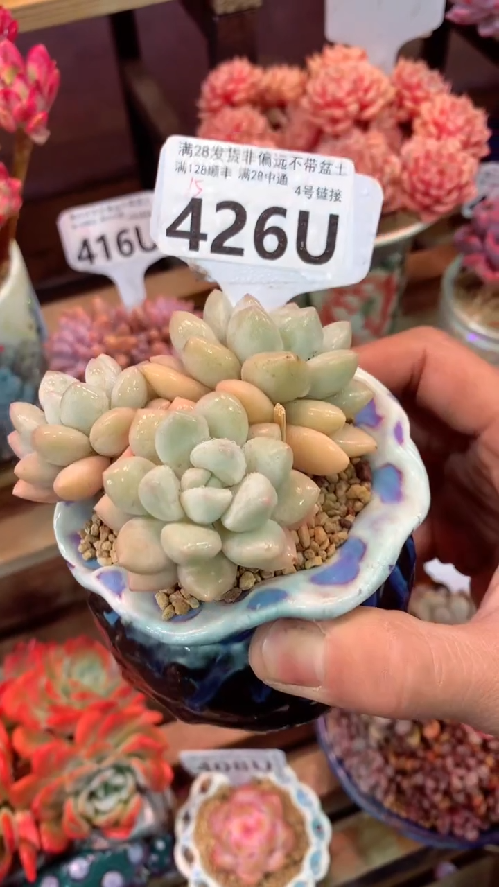 426 U（一物一拍，精品多肉，w所见即所得 ）