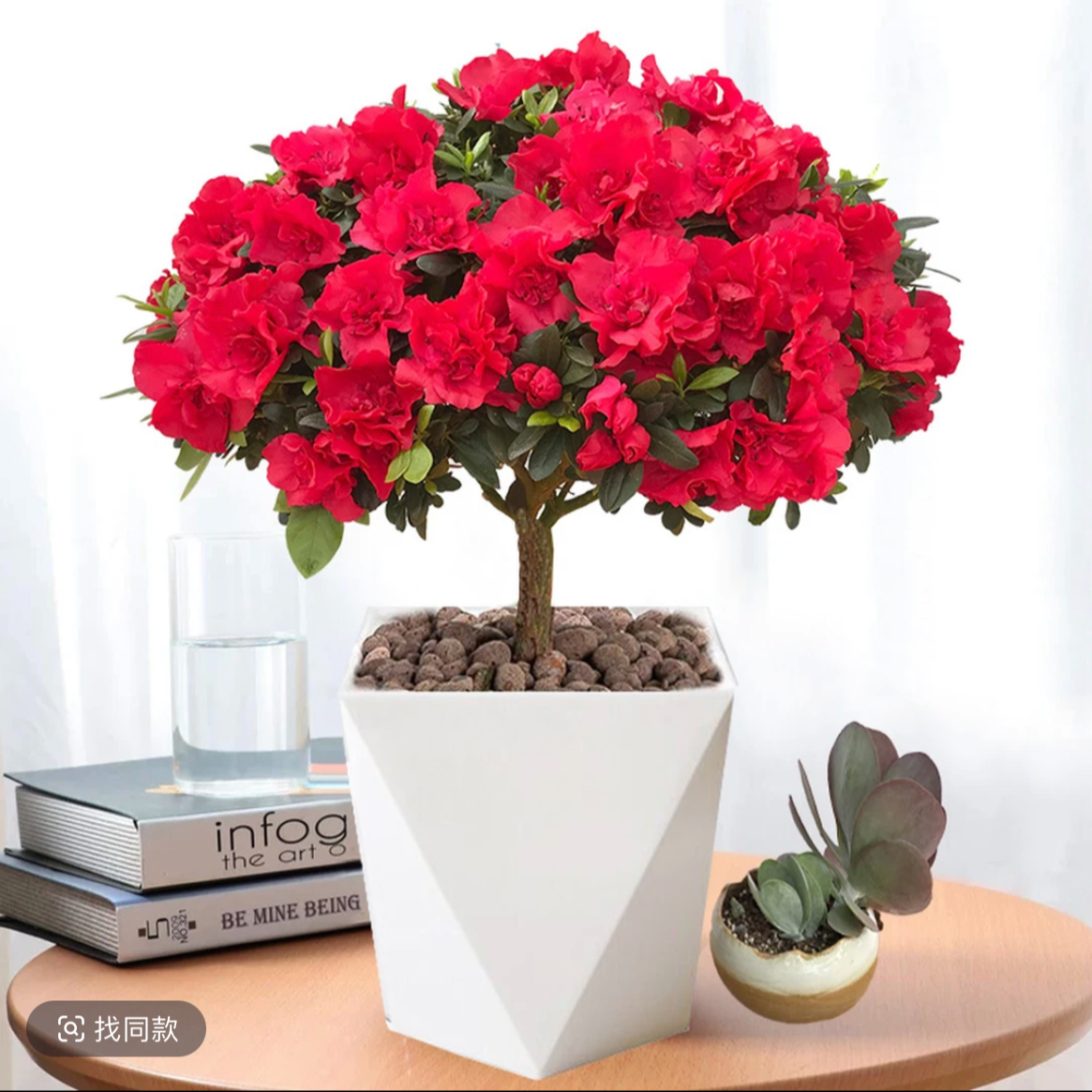 杜鹃带花苞红发货杜鹃盆栽独杆老桩四季开花室内外好养花卉