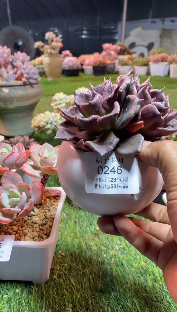 【闪购商品】0246a