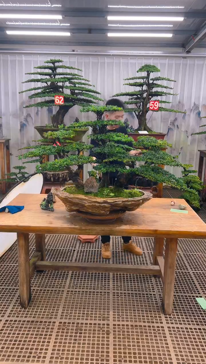 无花朵无***仙精品盆景直播间一物一拍