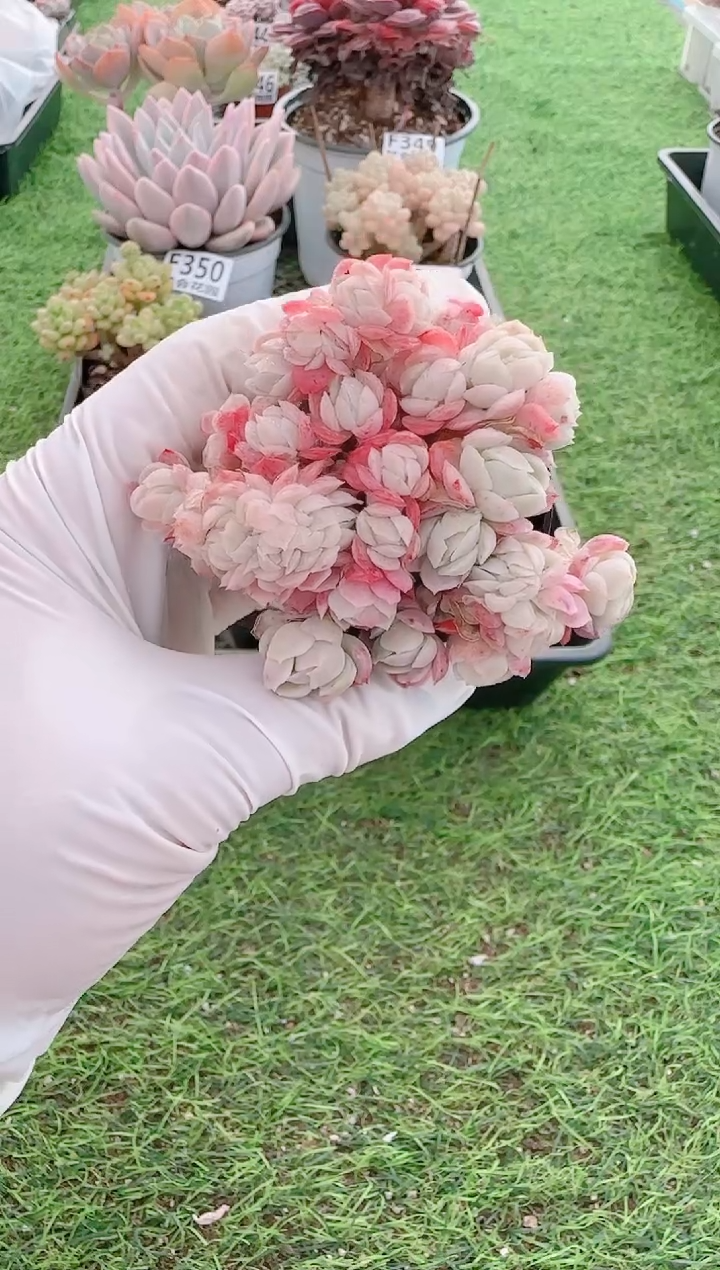 【闪购商品】梦会多肉一物一拍