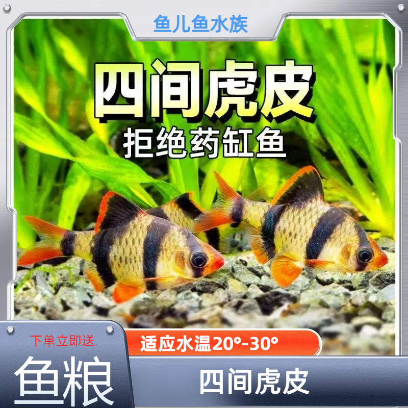 四间虎皮热带淡水鱼群游鱼皮实好养耐活新手推荐观赏鱼小鱼