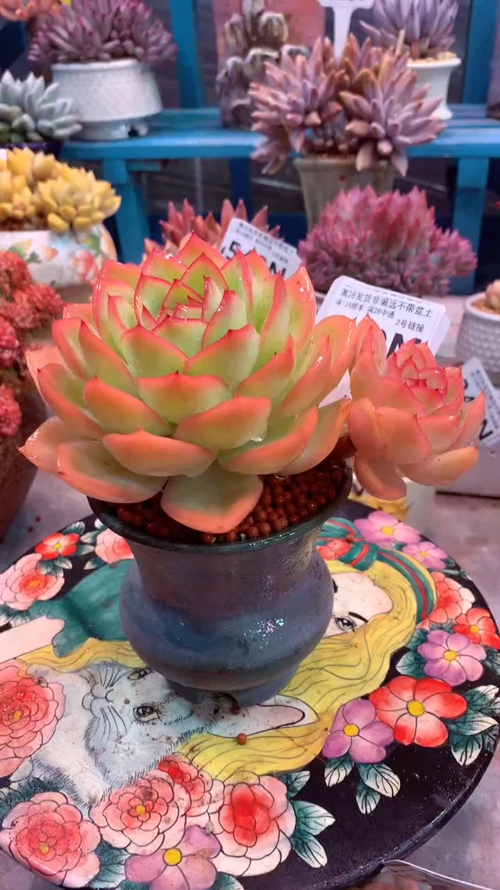 349N（一物一拍，精品多肉，所见即所得 ）