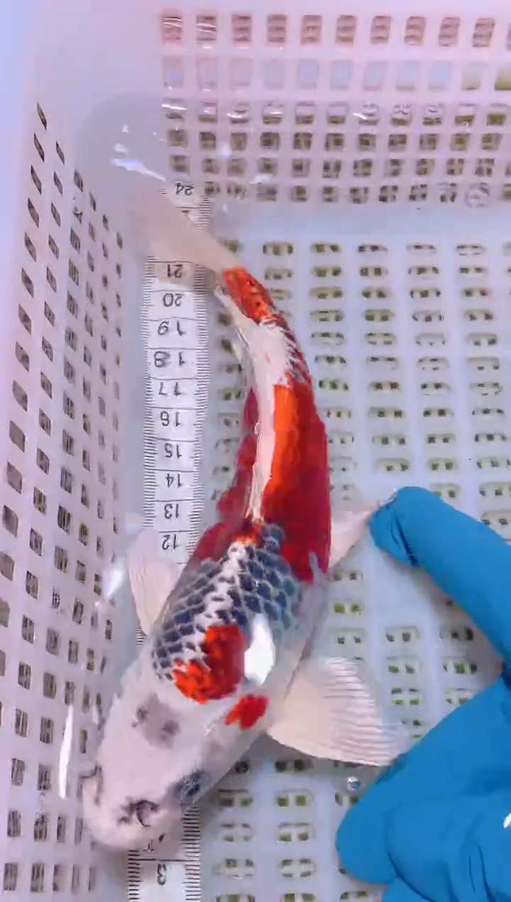 锦鲤冷水观赏鱼全场包邮28