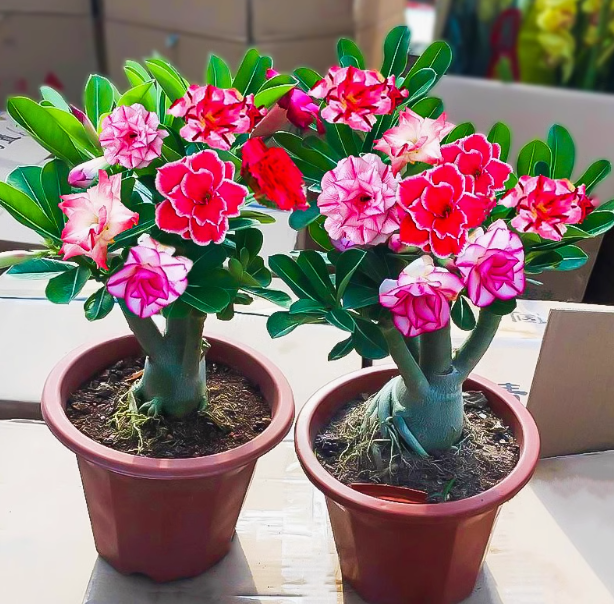 沙漠玫瑰四季常绿盆栽花卉绿植