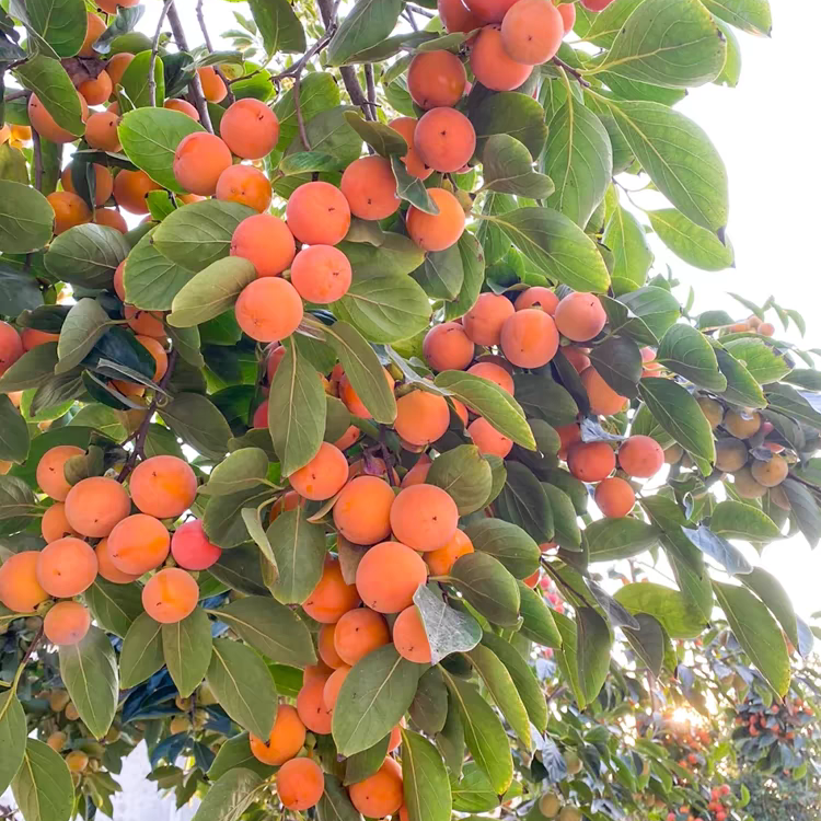 柿子树苗盆栽地栽嫁接柿子树南方北方种植脆甜柿子树