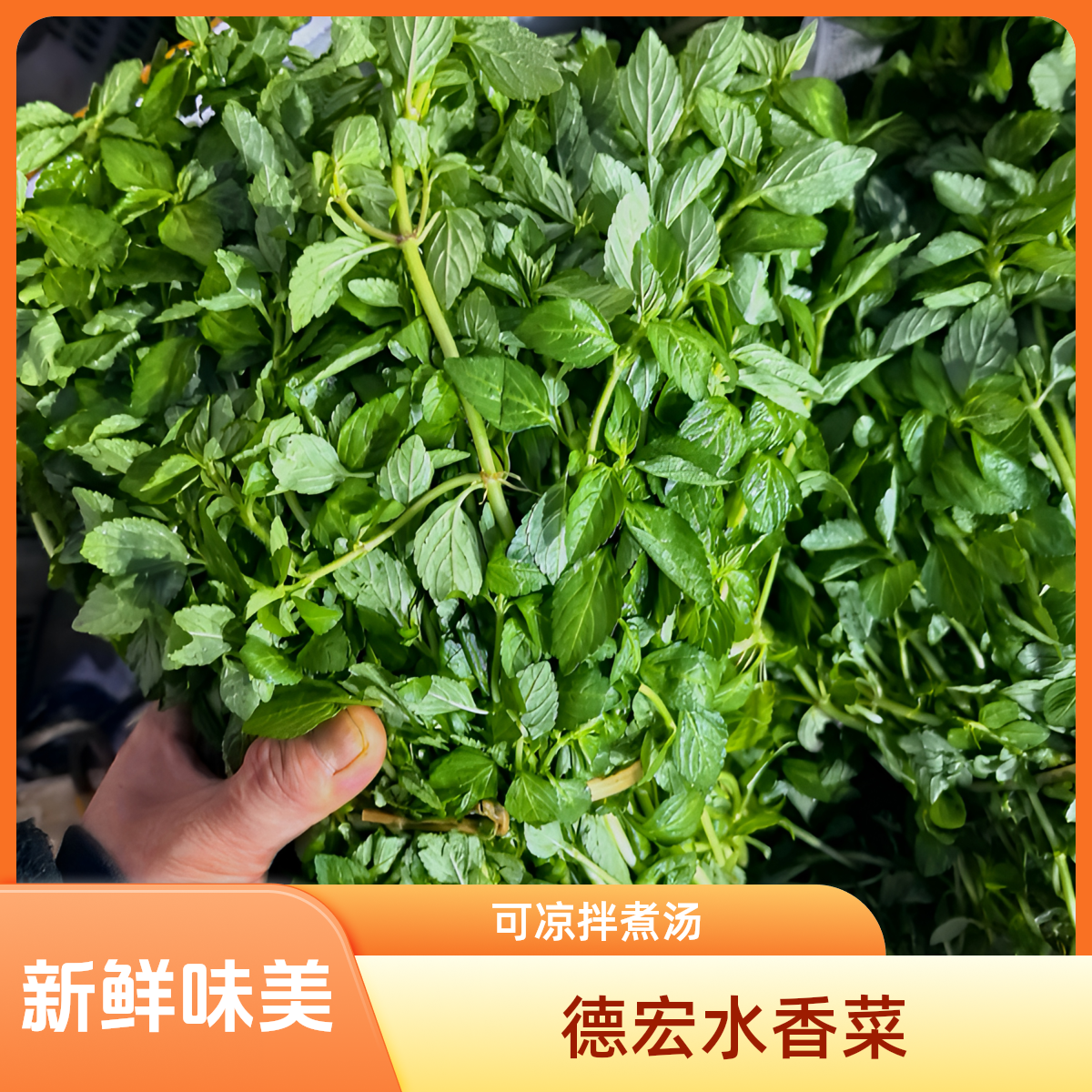 包邮云南德宏新鲜采摘水香菜可凉拌煮汤的清香野菜拌菜云南特产