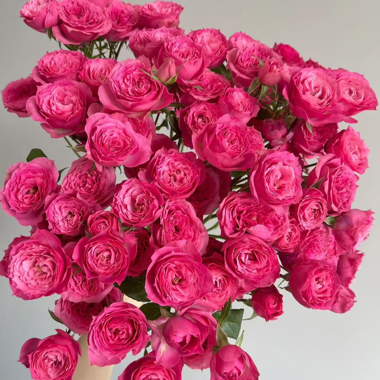 欣然专属『苏菲5支』家居养花鲜花批发直播 全场两单顺丰包邮次日达 养护教程联系客服