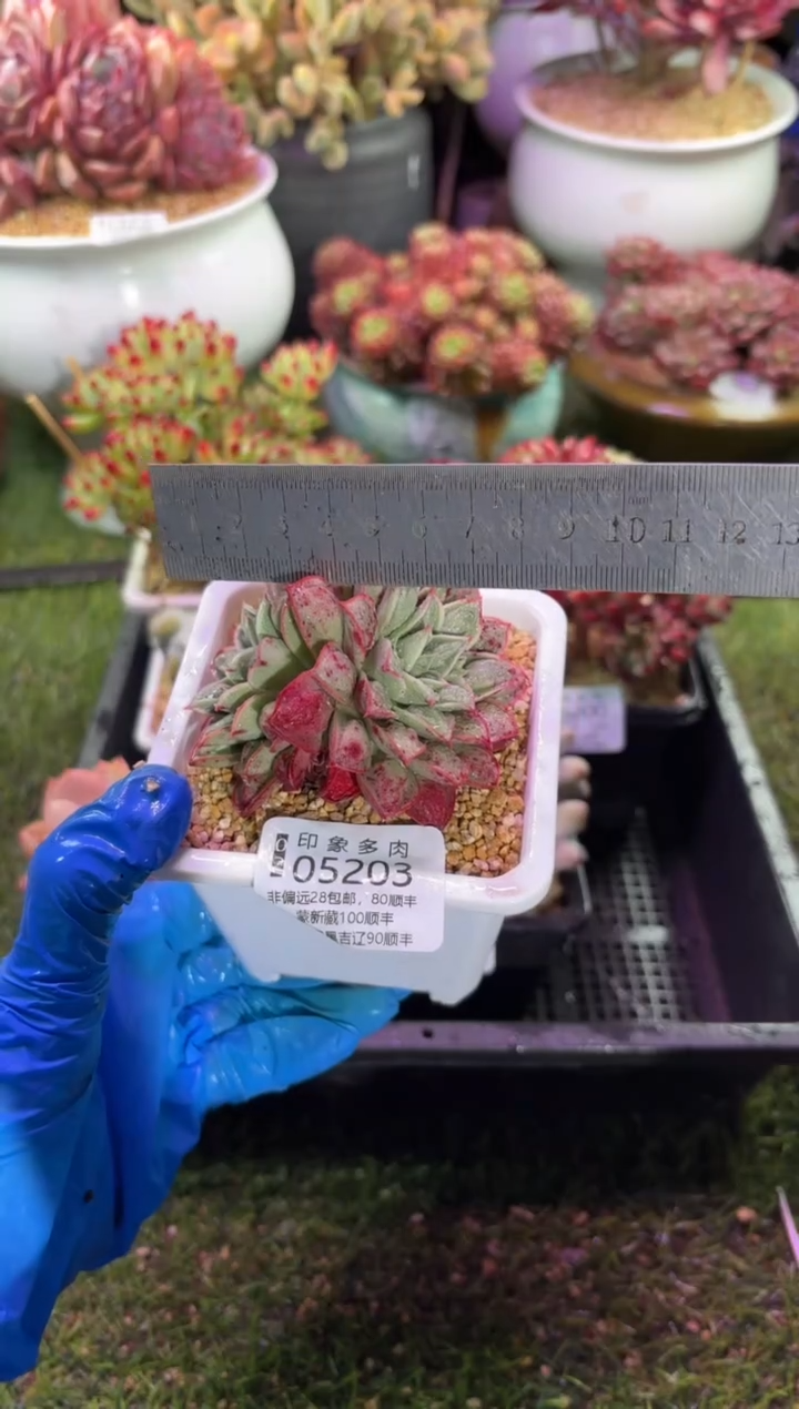 【闪购商品】05203