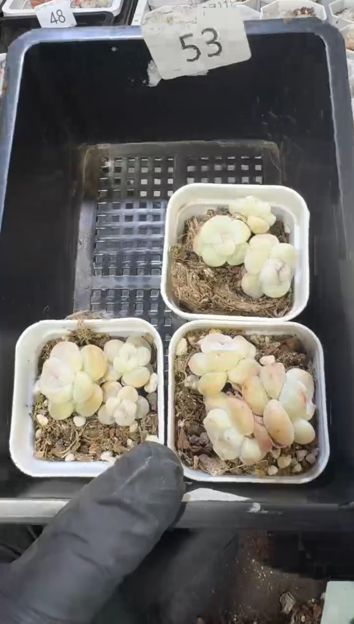 【闪购商品】53号到手1框江北多肉一物一拍