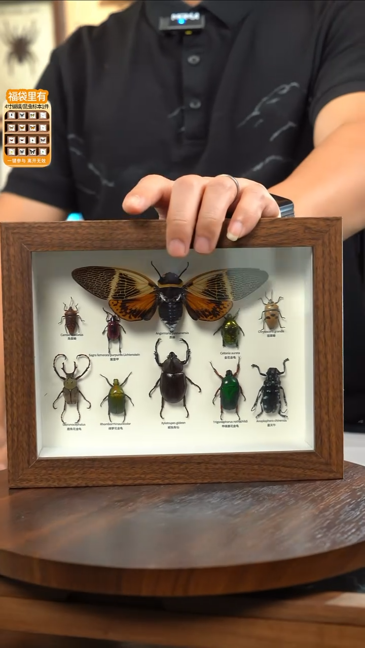 十只昆虫组合标本摆件