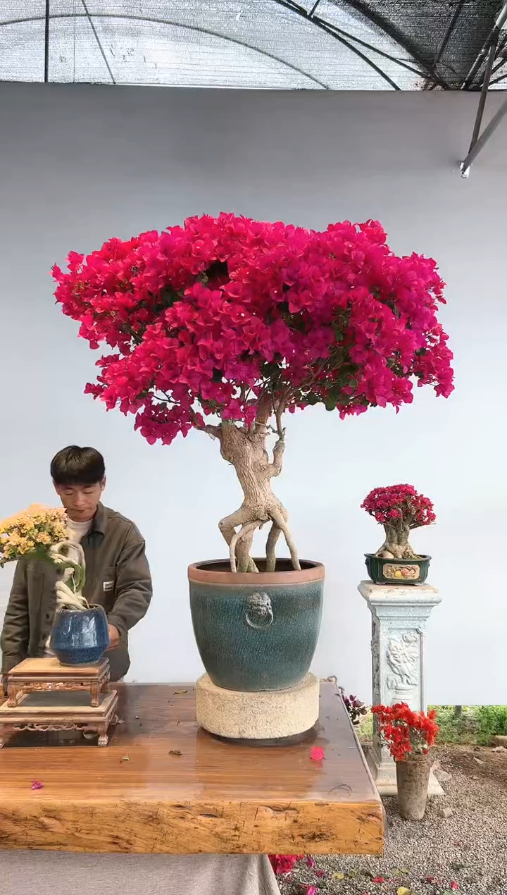 【闪购商品】AA923