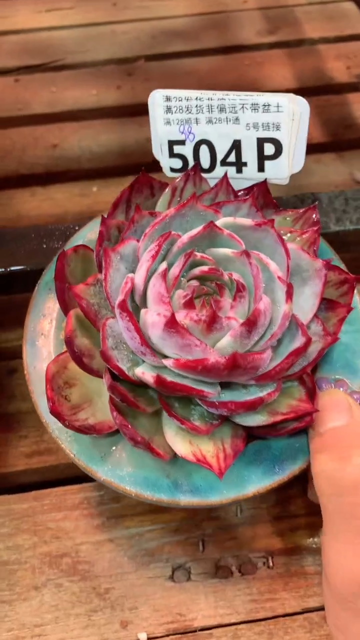 504P（一物一拍，精品多肉，所见即所得 ）