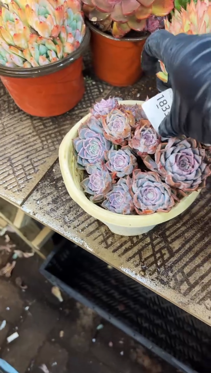 境**变多肉植物一物一拍18330