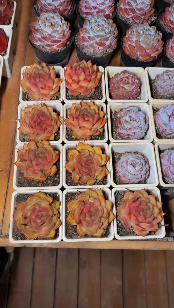 90#超级女人单双混发（6-9cm）脱土