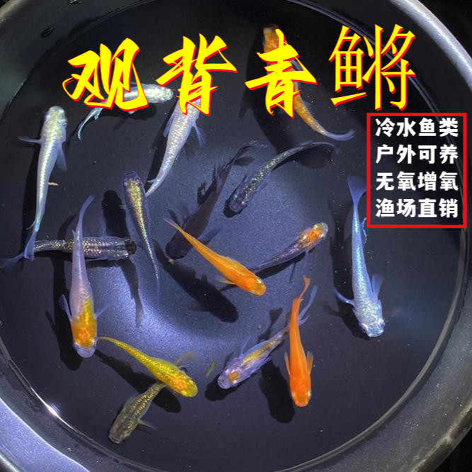 【观赏鱼】观背青鳉混搭小型小型鱼冷水鱼不加温度不打氧好养