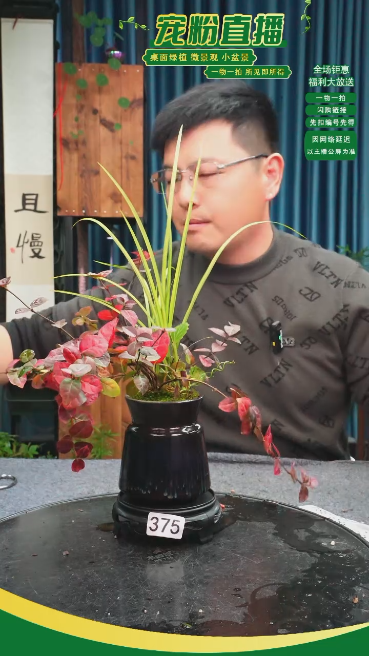 无花朵W***y苔藓微景观375号