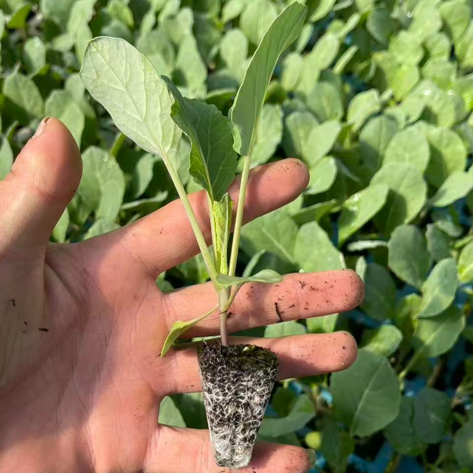 青梗松花苗早熟抗病性好花球半松大口感好 