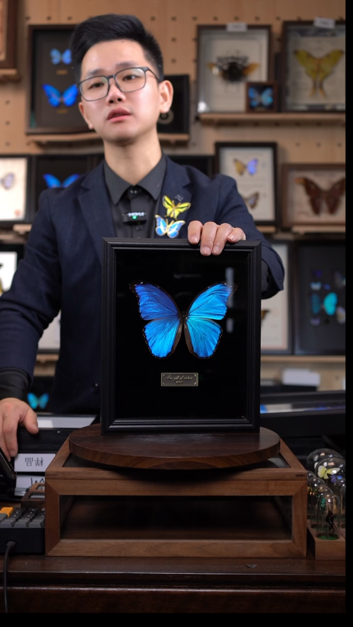 大蓝闪蝶黑绒底版10寸欧式框（带证书）