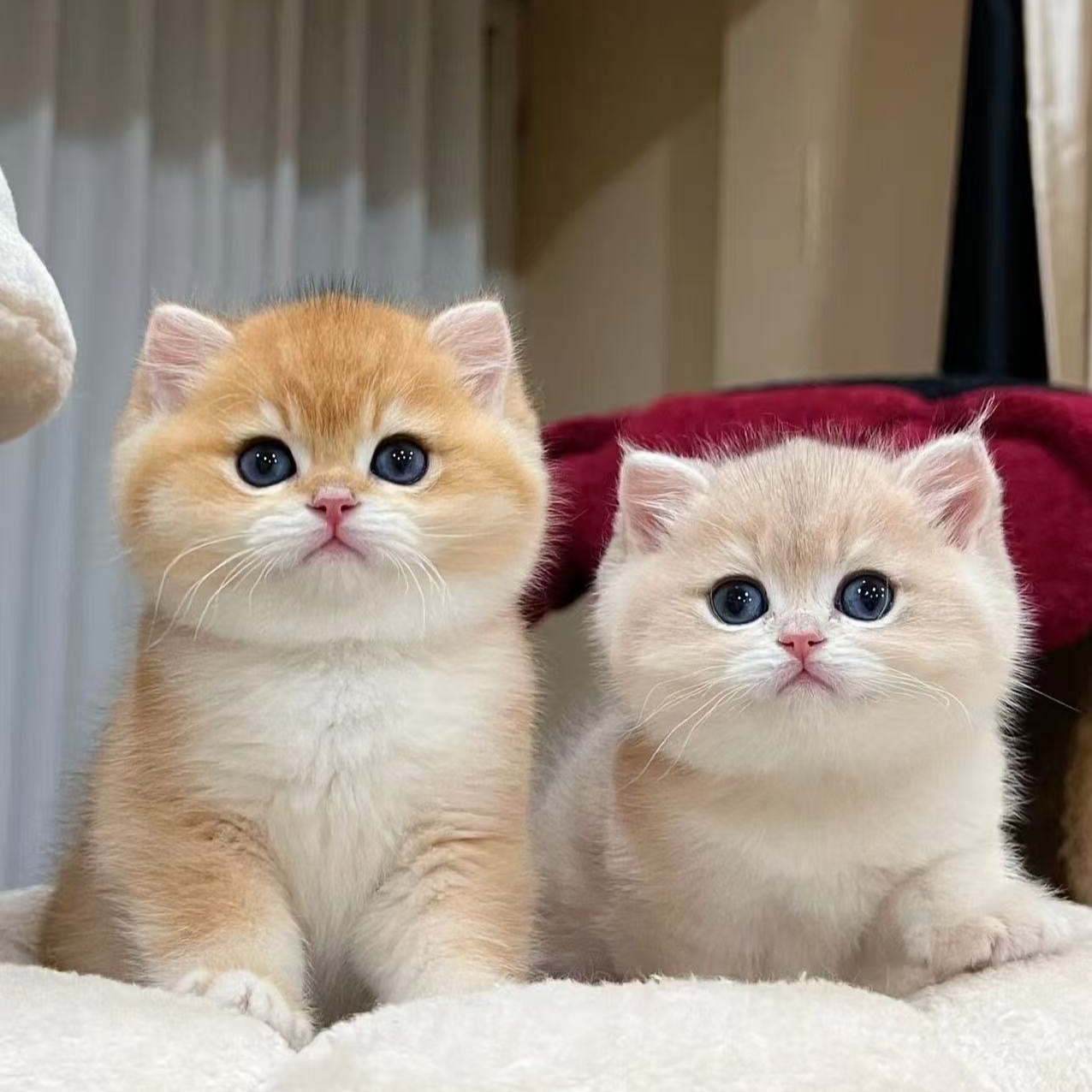 如意猫舍宠物活体链接