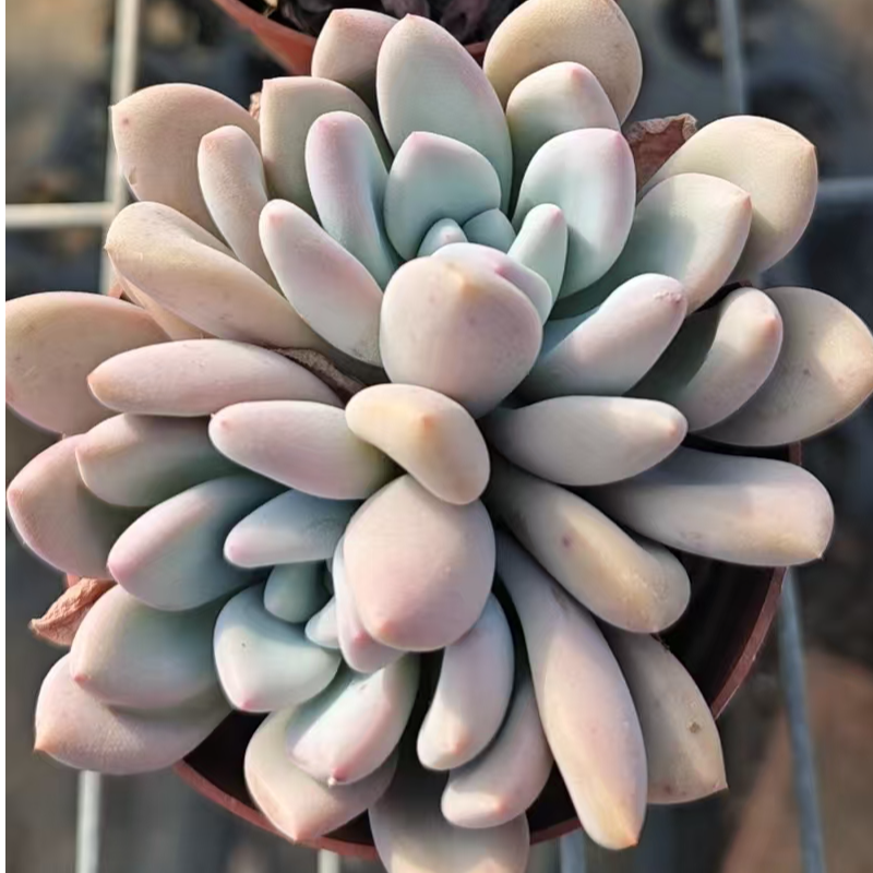 奥普琳娜精品多肉裸根上盆