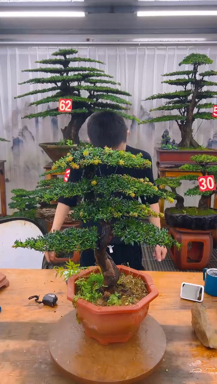 无花朵精品盆景直播间一物一拍