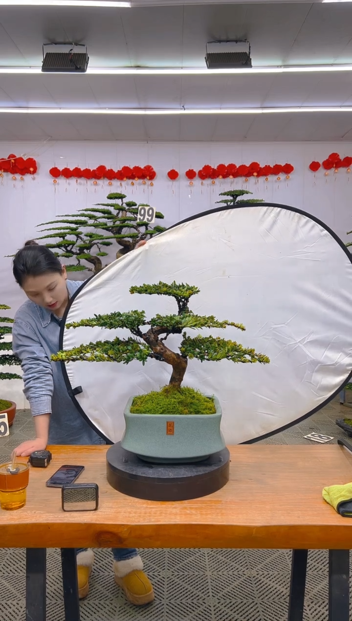 【闪购商品】盆景1