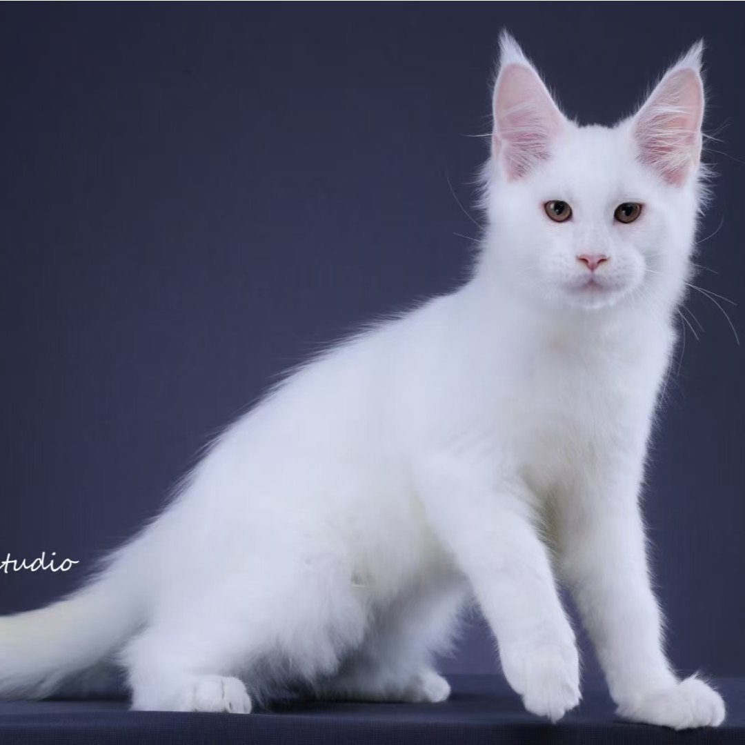 来了姊妹-纯白缅因猫 弟弟 45